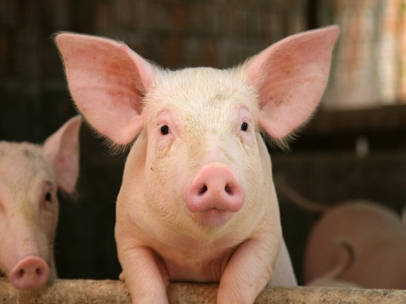 Управление ветеринарии государственной ветеринарной службы по Змеиногорскому району напоминает о профилактике болезней свиней в Змеиногорском районе.